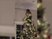 Búho vuela por la chimenea para posarse en el árbol de Navidad de la familia | Estilo de vida