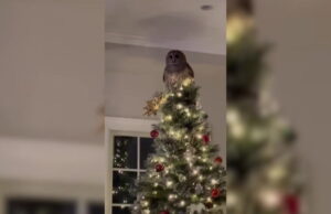Búho vuela por la chimenea para posarse en el árbol de Navidad de la familia | Estilo de vida