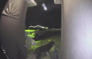 Perro desaparecido regresa a casa tocando el timbre | Estilo de vida