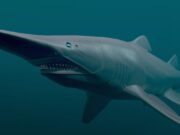 Conozca a cinco habitantes imposibles de las profundidades marinas: uno es el animal más “feo” del mundo