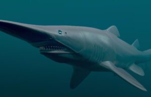 Conozca a cinco habitantes imposibles de las profundidades marinas: uno es el animal más “feo” del mundo