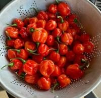 Lundin: ¿Fuiste víctima del Peppergate de 2023? | Características