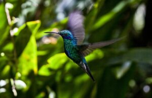 Los colibríes prosperan con un estilo de vida extremo. Así es como | Ciencia