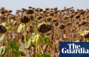 El mundo soporta una 'década de calor mortal' mientras 2024 culmina los años más calurosos registrados | Crisis climática