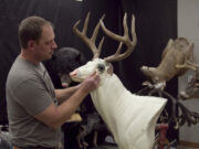 Perfil empresarial: North Country Legends Taxidermy produce monturas de clase mundial | Noticias, deportes, empleos