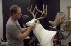 Perfil empresarial: North Country Legends Taxidermy produce monturas de clase mundial | Noticias, deportes, empleos