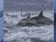 Ver: Fascinante estampida de delfines frente a California en Nochebuena | Estilo de vida