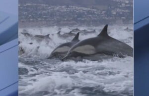 Ver: Fascinante estampida de delfines frente a California en Nochebuena | Estilo de vida