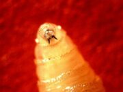 TPWD fomenta el seguimiento y la notificación de los animales afectados por el gusano barrenador del nuevo mundo