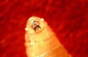 TPWD fomenta el seguimiento y la notificación de los animales afectados por el gusano barrenador del nuevo mundo