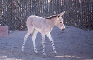 Uno de los équidos más raros del mundo nacido en el Zoológico de Denver