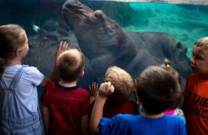 El zoológico de Cincinnati entre los mejores zoológicos del mundo y el número uno en Ohio, según un informe