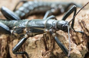 Llevado a la 'extinción' por un naufragio, un descubrimiento en 2001 devolvió la vida al 'insecto más raro del mundo'