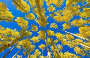 Tres razones fascinantes por las que el 'organismo vivo más grande del mundo' es realmente más grande que la vida