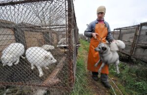 Los mayores productores de pieles del mundo tras las prohibiciones y la caída de la demanda