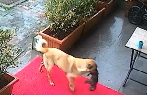 Momento extraordinario: una perra callejera lleva un cachorro enfermo al veterinario | Estilo de vida