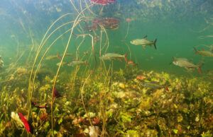 Una cuarta parte de los animales de agua dulce del mundo están en peligro de extinción, según muestra una nueva investigación