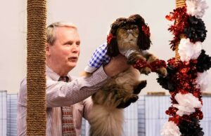 ENTRETENIMIENTO: El grupo Cat Fanciers celebra el espectáculo inaugural de gatos Diamond State el sábado en Maumelle | La Gaceta Demócrata de Arkansas