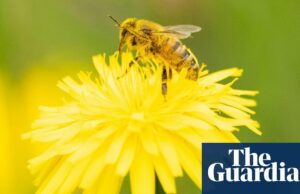 El elevado uso de fertilizantes reduce a la mitad el número de polinizadores, según un estudio más largo del mundo | abejas