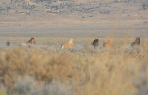 Documental sobre redadas de caballos salvajes gana atención internacional