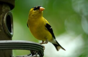 Monstera y jilgueros ofrecen belleza en Baton Rouge | Danny Heitman