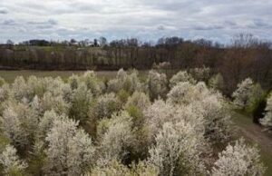 Malos actores: el altamente invasivo