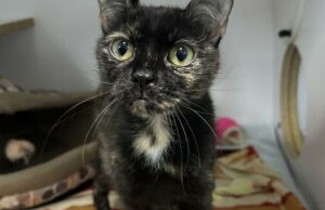 Mascota de la semana: caramelo