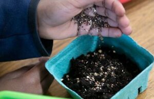 El sorteo de semillas estatal de OSU Extension regresa