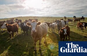 'Alimentos verdes increíblemente sabrosos': cómo los daneses carnosos adoptaron un plan basado en plantas del mundo | Alimento