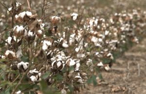 Los productores de algodón de Texas impulsan los tejidos naturales en un mundo de moda rápida