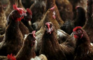 El organismo mundial de salud animal insta a reforzar los controles de la gripe aviar tras la muerte de EE.UU.