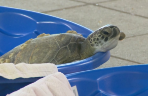 Más de 1.100 tortugas se calientan en Gulf World