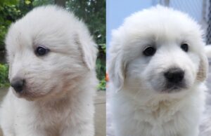 El primer perro de bodegas clonado del mundo ahora en casa en el condado de Sonoma