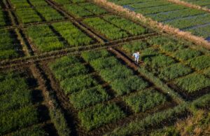 Las explotaciones arroceras más australes del mundo innovan contra el cambio climático | Clima