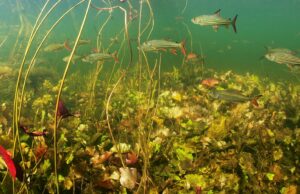 Un estudio documenta las amenazas de extinción a las especies de agua dulce del mundo