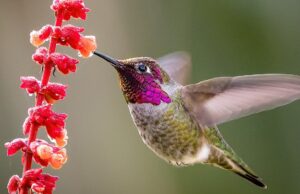 Los colibríes viven un estilo de vida extremo y prosperan con una dieta exclusivamente azucarada que nos pondría en coma