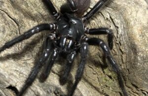 La araña más mortífera del mundo ha estado albergando un secreto asesino: ScienceAlert