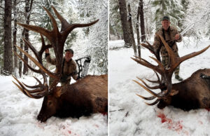 Bowhunter con 86 toros en su haber etiqueta un alce pendiente de récord mundial