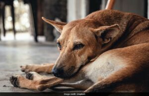 Marruecos sacrificará 3 millones de perros antes de la Copa Mundial de la FIFA 2030. He aquí por qué