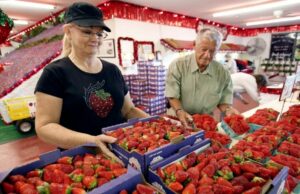 Strawberry Festival 2025 está en Plant City, Florida. Que saber