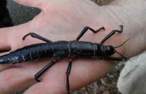 El insecto más raro del mundo vive en la pila marina más alta del mundo en el Océano Pacífico