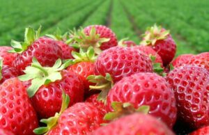 Programa de entretenimiento para el 90° Festival de la Fresa de Florida