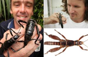 El insecto más raro del mundo regresa después de un siglo de ausencia