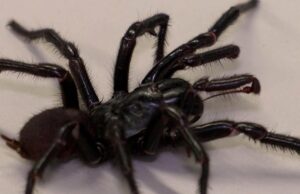 Descubierta una versión más grande y venenosa de una de las arañas más mortíferas del mundo