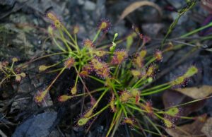 Día mundial de humedales: conmemorar nuestra forma de vida costera