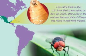 El gusano barrenador del Nuevo Mundo se dirige hacia EE.UU.