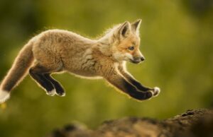 Ganadores de los 2025 World Nature Photography Awards