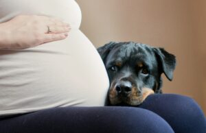 El video de 'Nanny Rottweiler' obsesionada con el bebé ', rogar' ver a su 'niño' es demasiado precioso