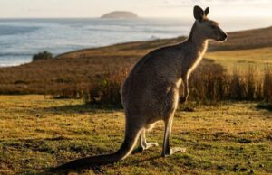Los científicos produjeron el primer embrión del canguro del mundo a través de la FIV. Ha provocado esperanza para la conservación marsupial