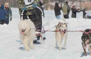 Derby de trineo del campeonato mundial regresa a Laconia después de un paréntesis de 2 años debido a la falta de nieve
